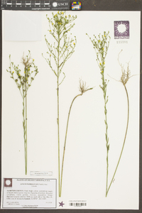 Linum floridanum image