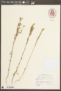 Phacelia linearis image