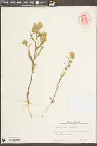 Phacelia linearis image