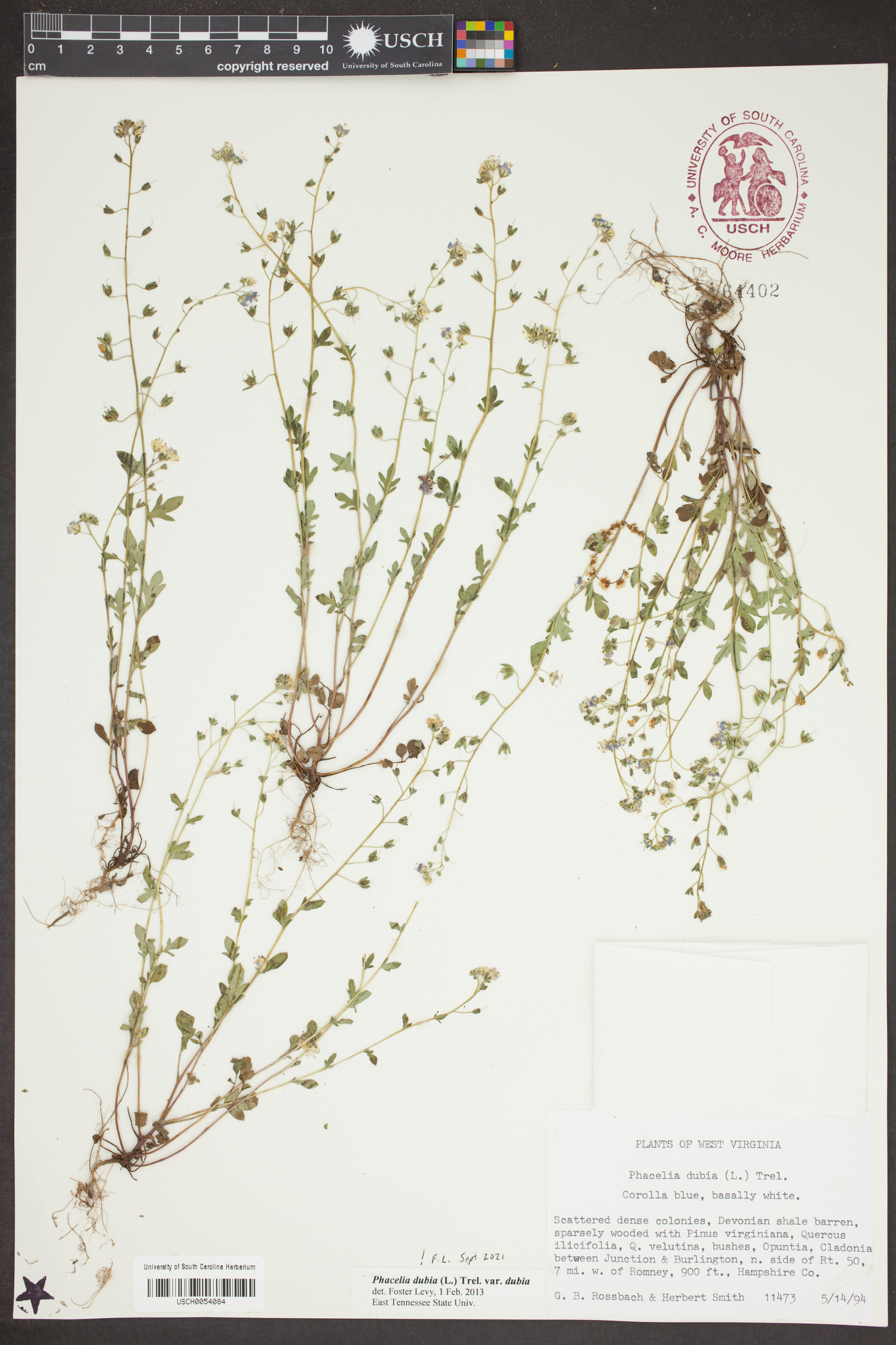 Phacelia dubia var. dubia image