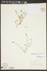 Phacelia dubia var. georgiana image