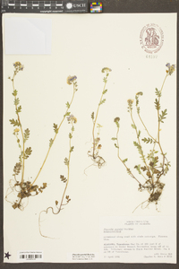 Phacelia purshii image