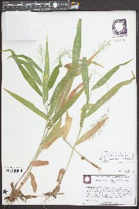 Dichanthelium polyanthes image