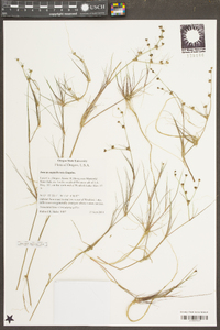 Juncus supiniformis image