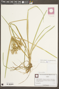 Cyperus esculentus var. leptostachyus image