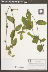 Smilax walteri image