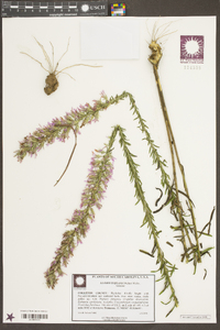 Liatris elegans image