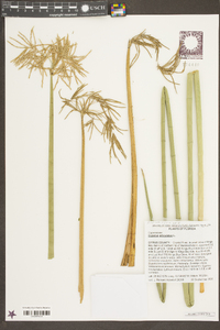 Cyperus articulatus image