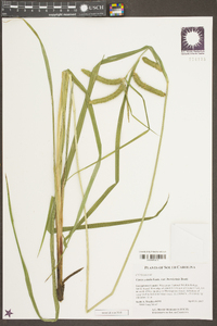 Carex crinita var. brevicrinis image