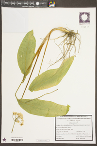 Allium ursinum image