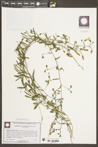 Stylisma angustifolia image