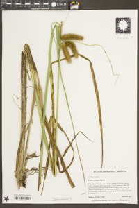 Carex comosa image