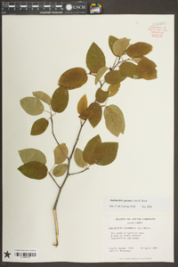 Amelanchier spicata image