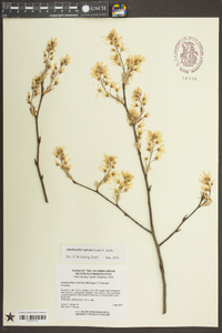 Amelanchier spicata image