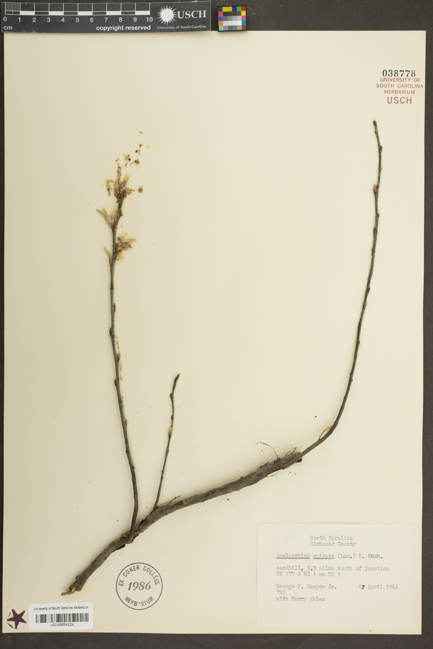 Amelanchier spicata image