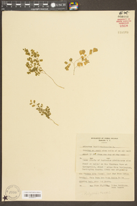 Adiantum capillus-veneris image