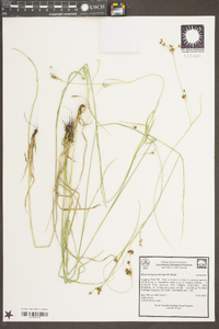 Rhynchospora harveyi image