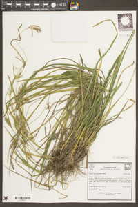 Carex lonchocarpa image