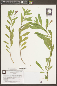 Oenothera curtissii image