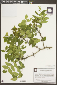 Zanthoxylum clava-herculis image