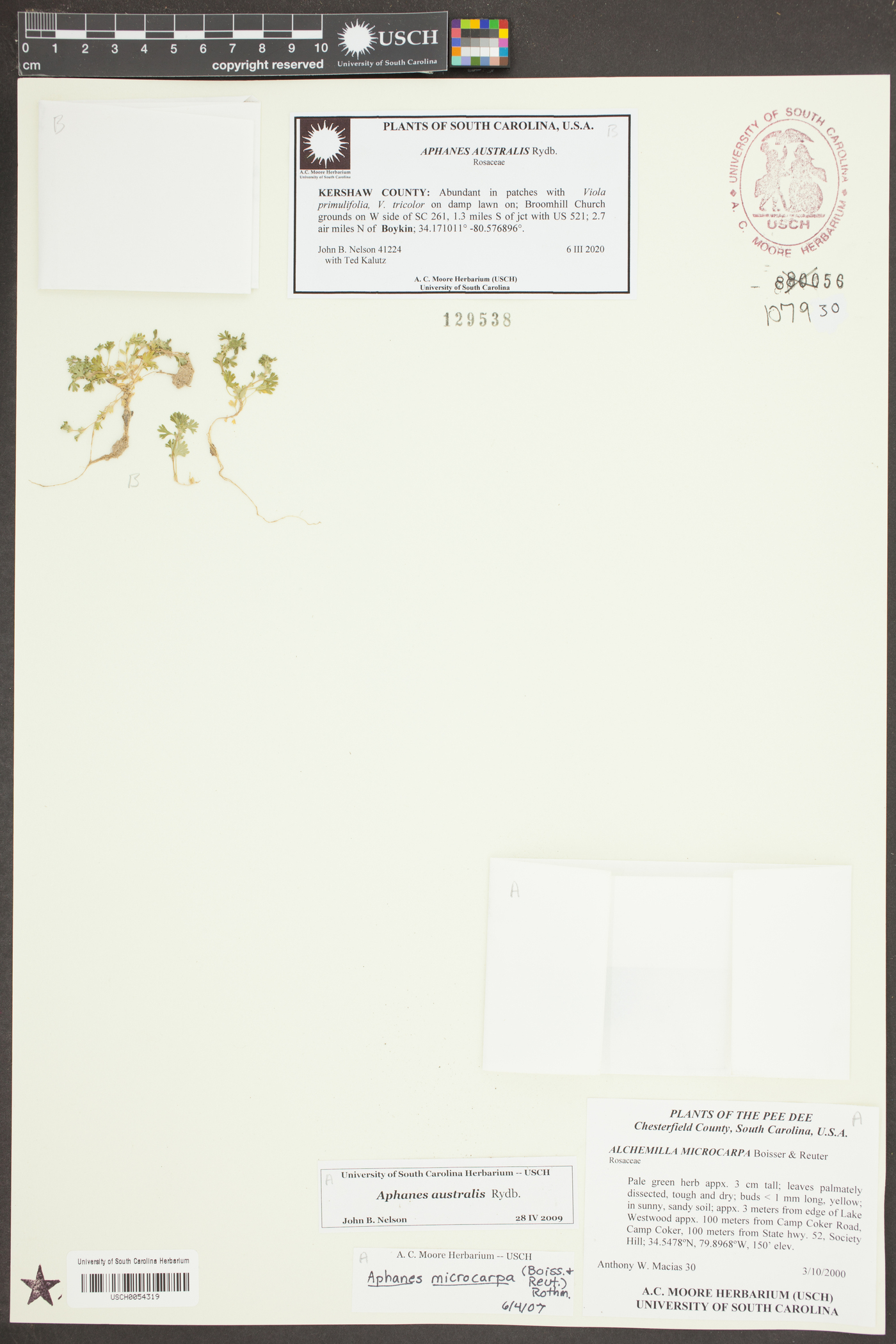 Aphanes australis image
