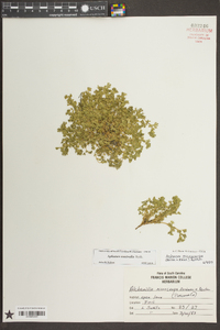Aphanes australis image