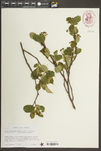 Aronia melanocarpa image