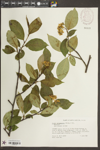 Aronia melanocarpa image