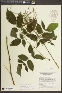 Aruncus dioicus var. dioicus image