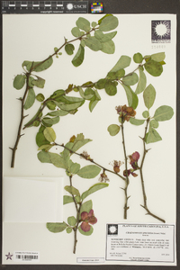 Chaenomeles speciosa image