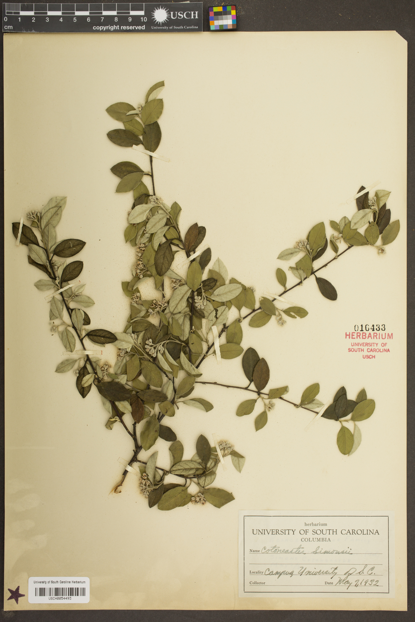 Cotoneaster simonsii image