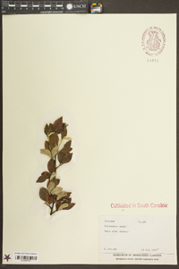 Cotoneaster wardii image