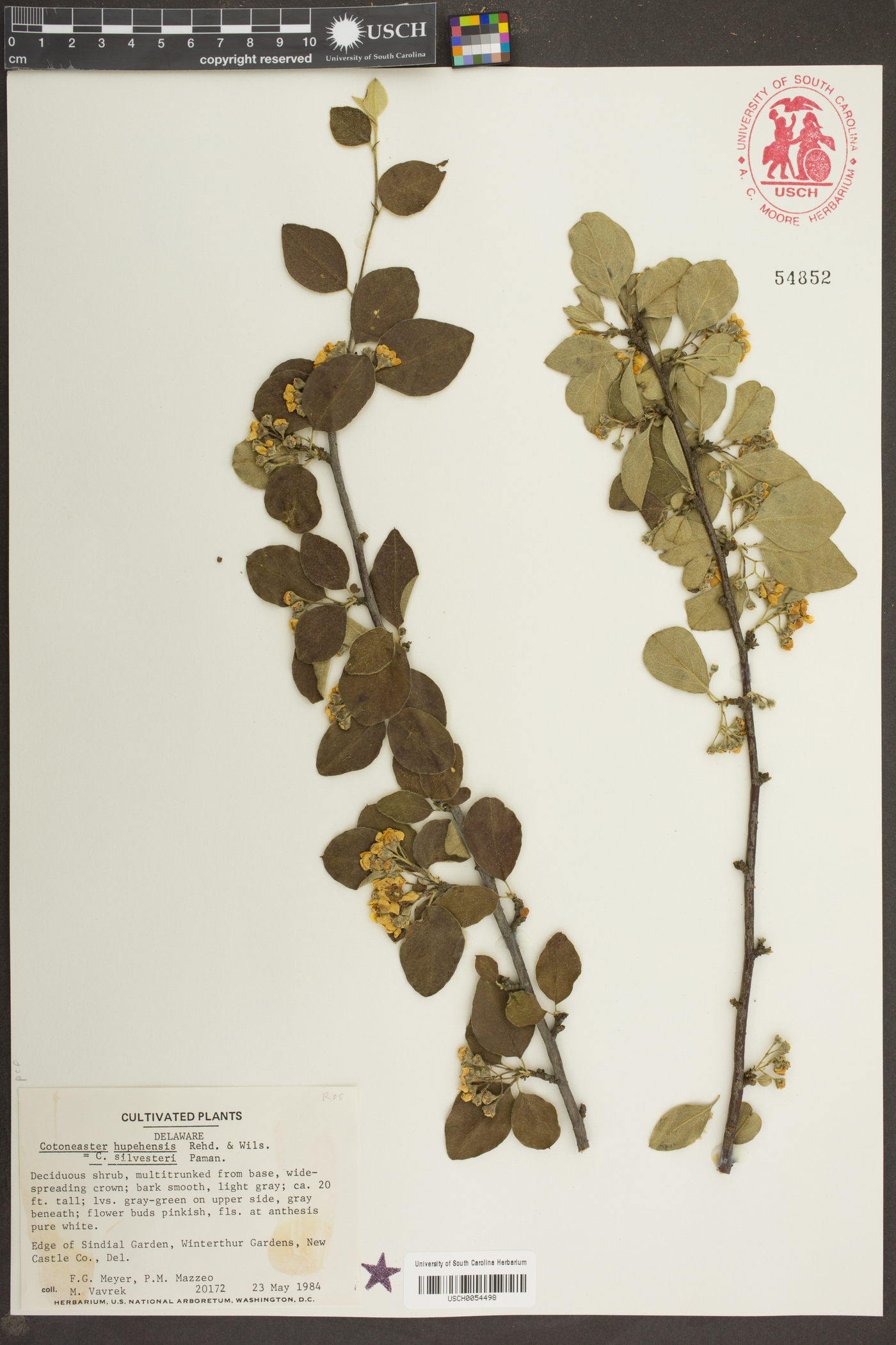Cotoneaster silvestrii image