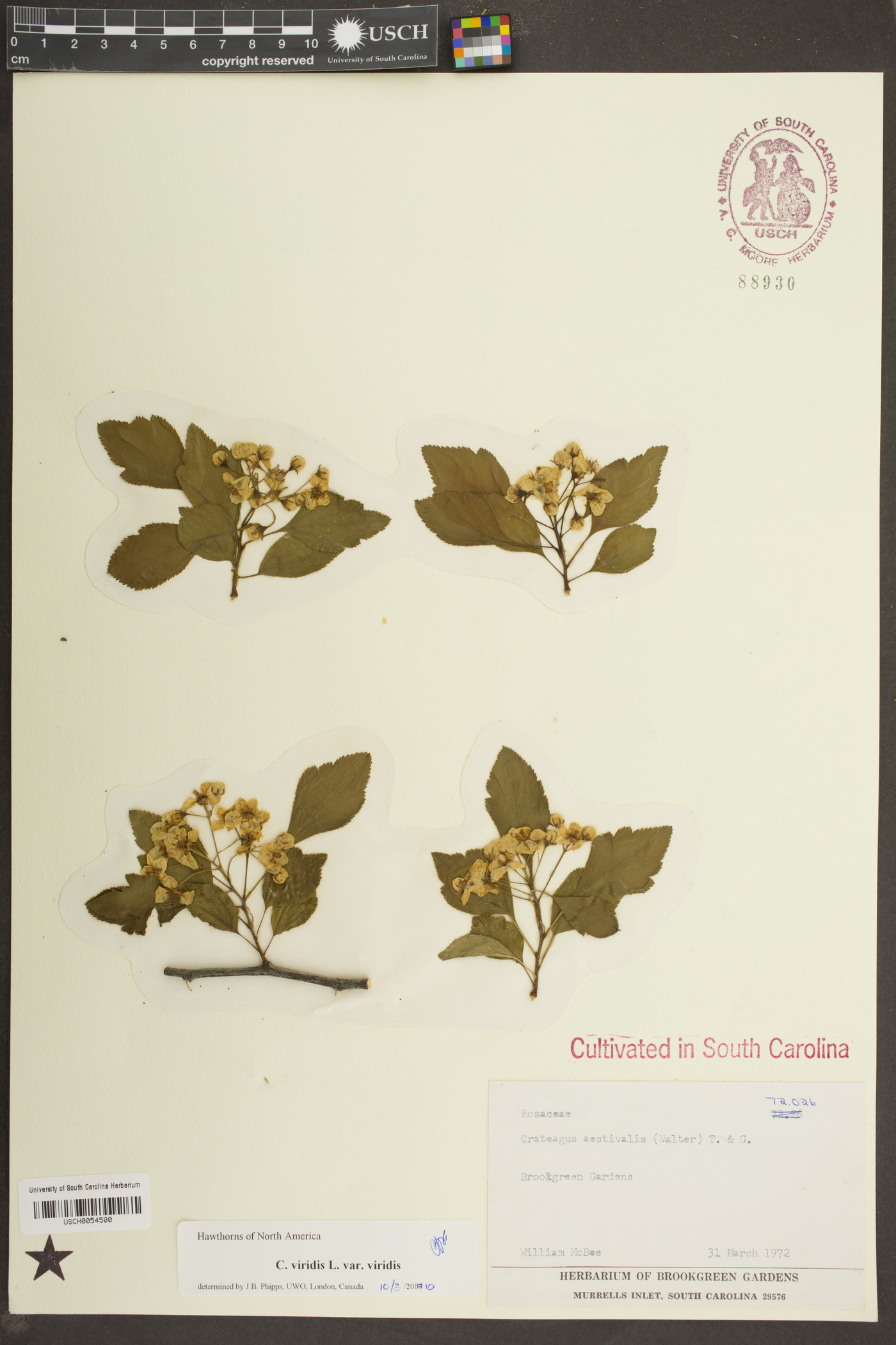 Crataegus viridis image