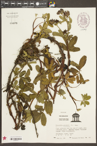 Comarum palustre image
