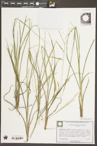 Paspalum plicatulum image