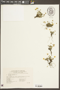 Potentilla heptaphylla image