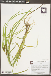 Carex aureolensis image