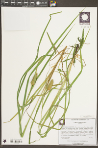 Carex typhina image