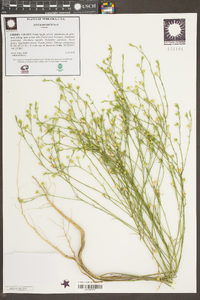 Linum rigidum image