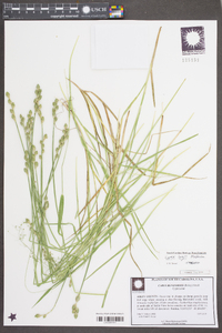 Carex longii image