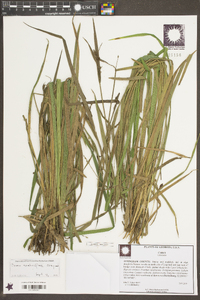 Carex crebriflora image