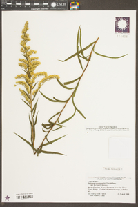 Solidago leavenworthii image