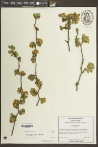 Crataegus furtiva image