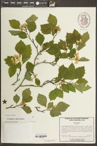 Crataegus gilva image