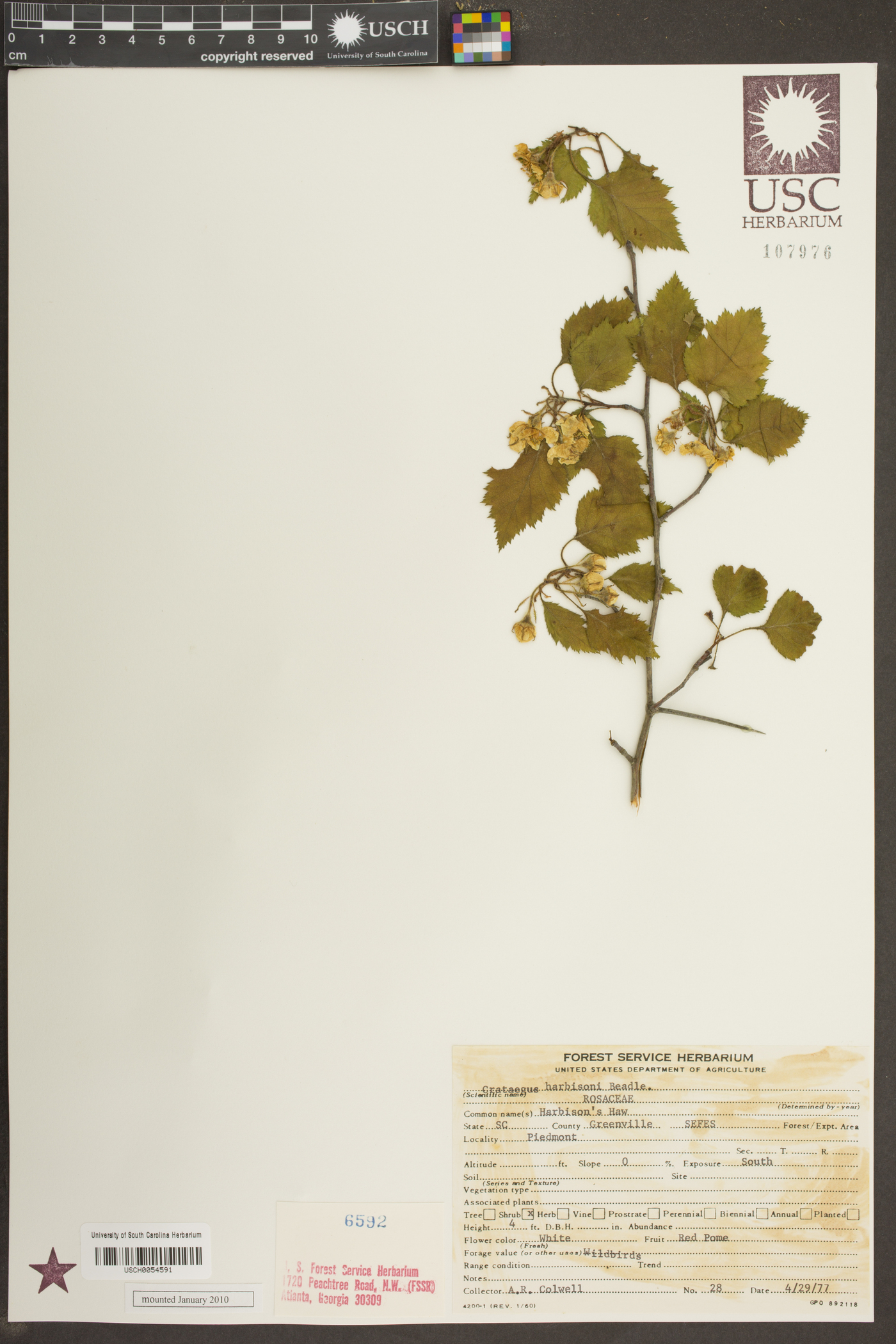 Crataegus harbisonii image