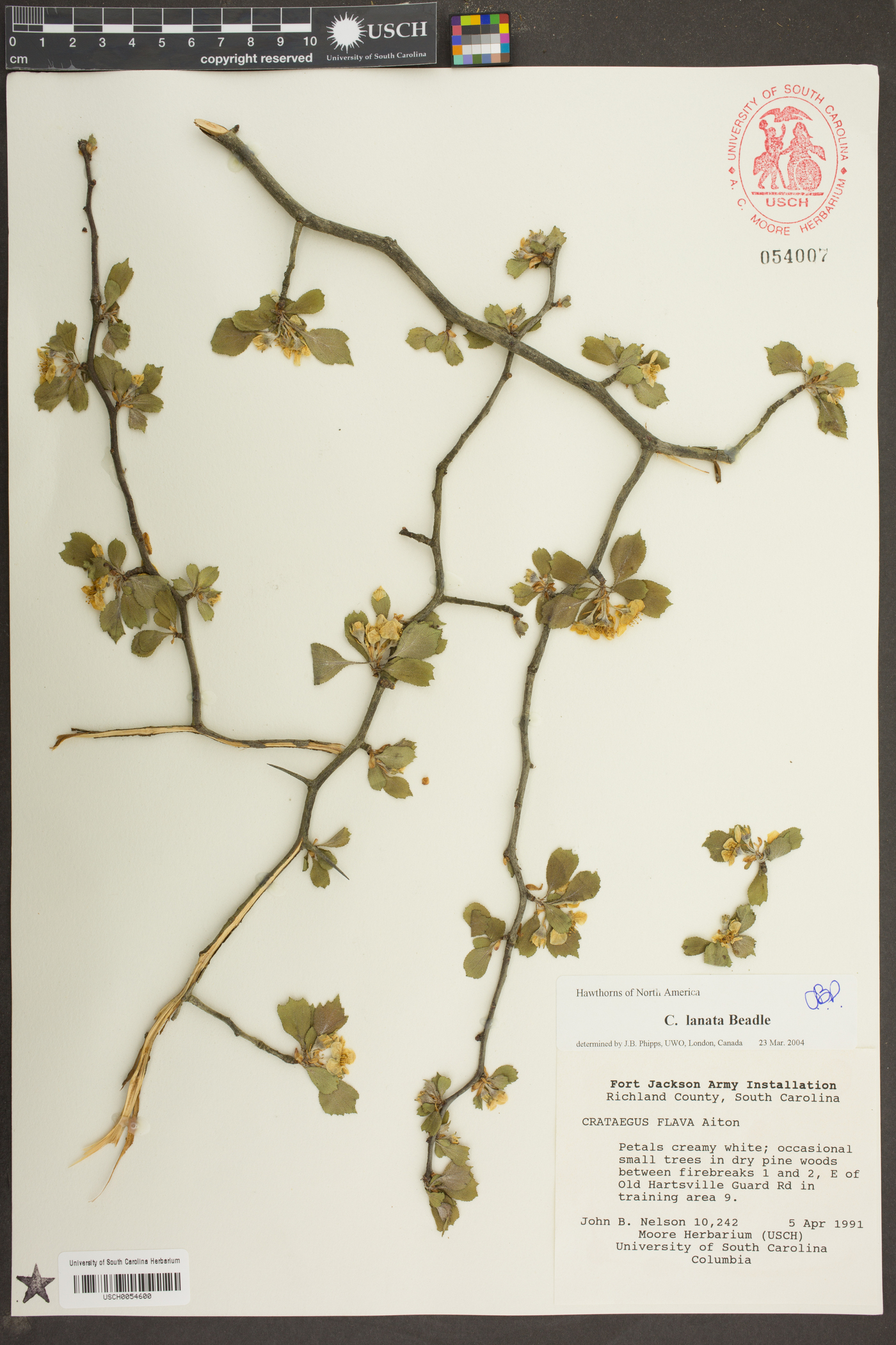 Crataegus lanata image