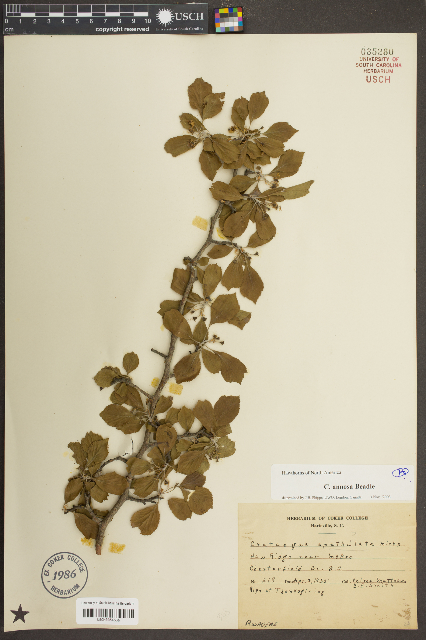 Crataegus annosa image