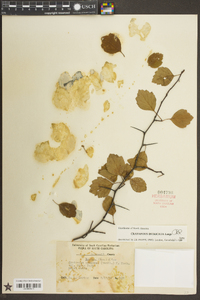 Crataegus intricata image