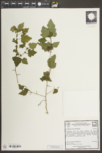 Crataegus iracunda image